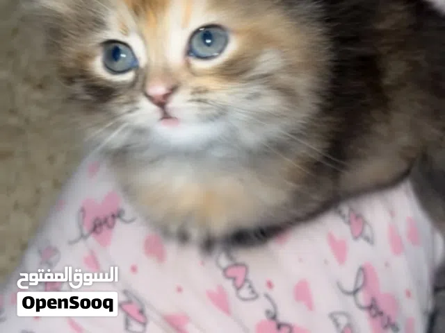 قطط للبيع شيرازي وسكوتش