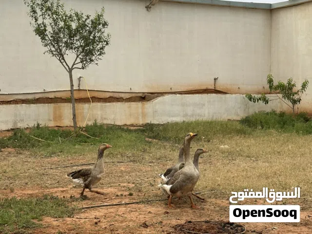 السلام عليكم ايوز ربي يبارك درجه اولي