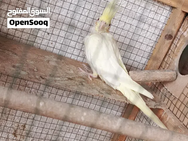 زوج كوكتيل نكليزي جواهن بيض ونثيه محلقه وتك فحل شكري عين حمرة