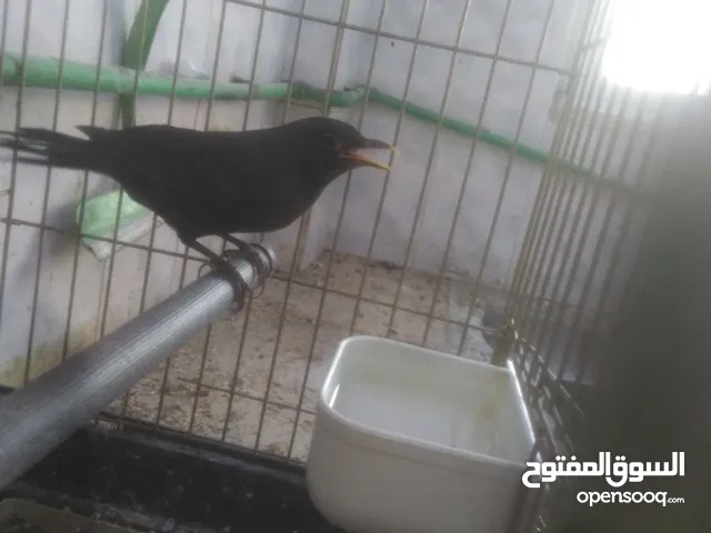 انثا شحرور البيع موجود بل رصيفه خلف مستشفى فيصل