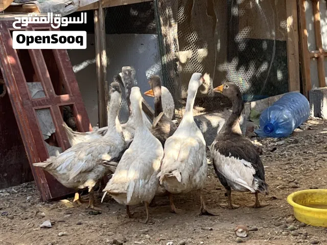 اوز للبيع جمله