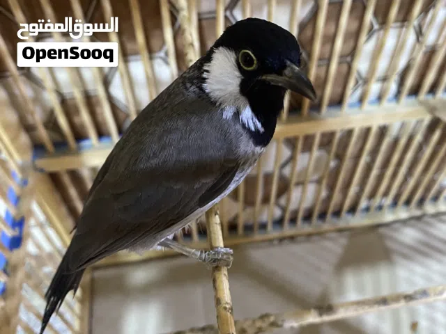 بلبل اليف سعرة 60 الف