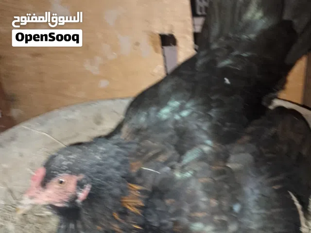 دجاجتان + ديك دجاجه كاركه هراتيه سوده مفوله  و دجاجه كويتيه مفوله جواهه 10 بيضات مالاتهه