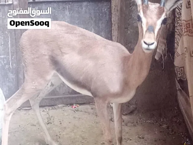 اناث غزلان.