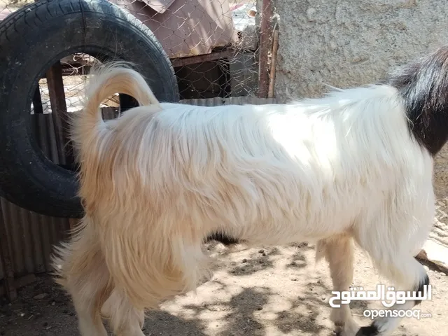 ماعز للبيع