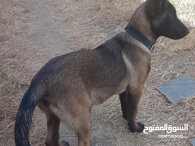مالينوا شاربوني ماسك نوار