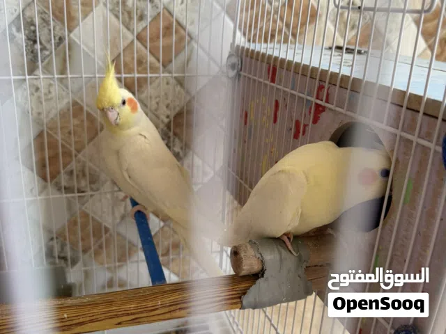 متاح زوج كوكتيل