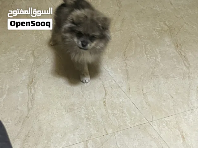 كلب لعوب فصيله دم روسي نقي بوبريان صديق الانسان