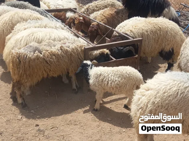 ضحايا بالصلاه على النبي اعمار 8وطالع