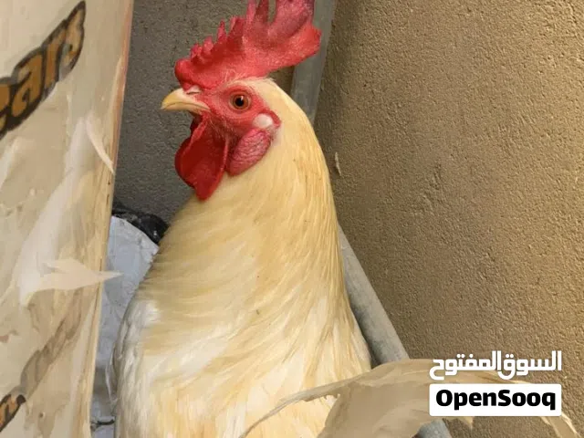 ديج كويتي ابيض افرك باب اول مع دجاجة عرب