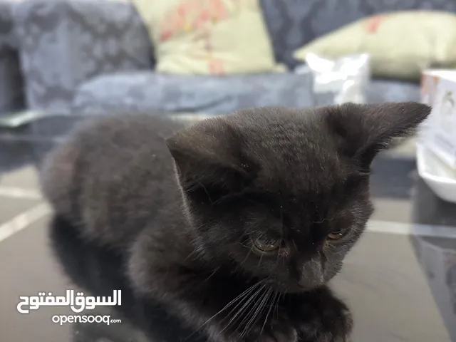 persion kitten with beautiful eyes