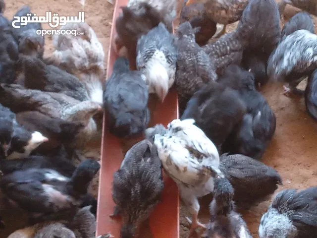 فلوس مخلط فى 50 طرف العمر شهر ونص
