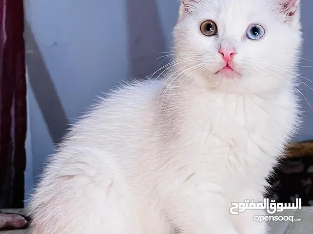 قطط ذكور شيرازي هجين عيون لونين عمر شهرين ونص متدرابات عاللتر بوكس واكل البيت