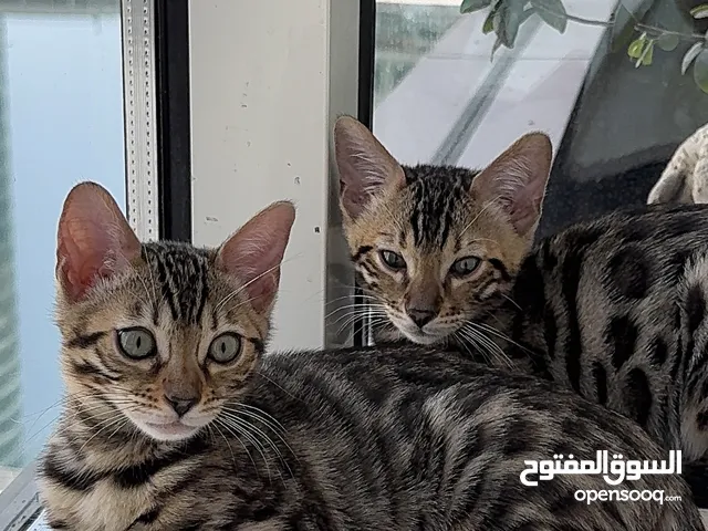 Bengal kitten male & female 3 months old