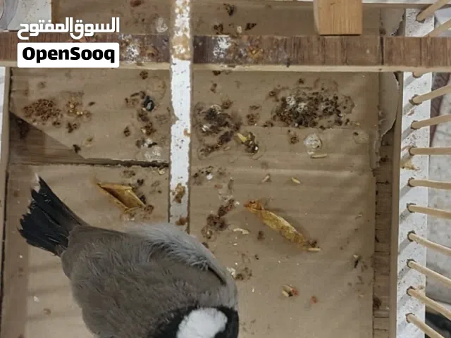 بلبل فحل عراقي للبيع نضيف جدا وصحة جيده وخشونه خير من الله