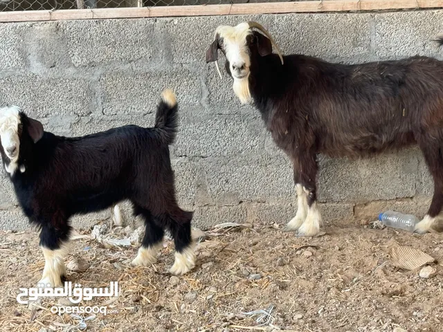 حلال بني سعيد جبالي بدون تهجين شاه مع ولدها مشروع فحل هيكل ضخم