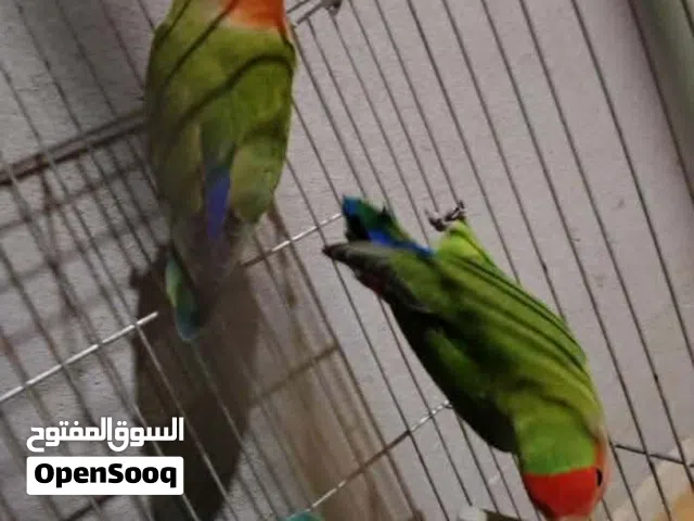 كوبية بركديلو