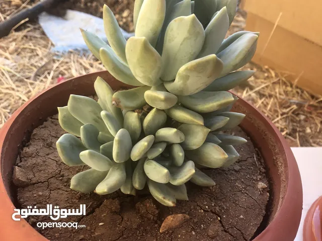 نبتات عصرية