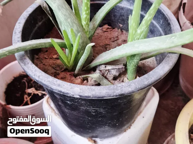 ALOE VERA PLANTS