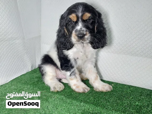 جرو اسبانيل كوكر Spaniel Cocker Puppy