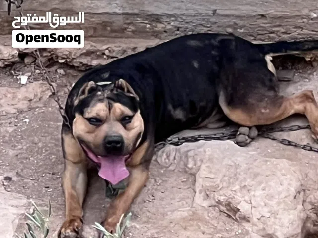 ذكر اميركان بولي XL تراي كلر. منتج. وحامل طفرة ميرلي وبنتج نوادر