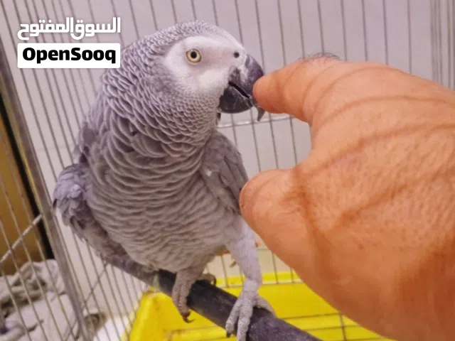 ببغاء كاسكو افريقي دبل سوبر جامبو متكلم فووول كلام بي فووول حسينيات يقبل التمسيد داخل القفص فقط
