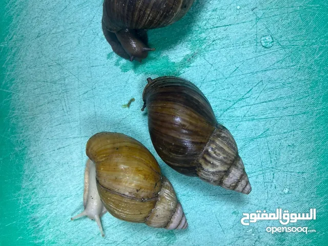 حلزون افريقي البينو للبيع