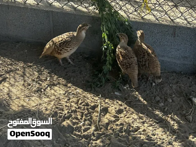 زوج صفارد باكستانيات يوجد فيديو للانتاج