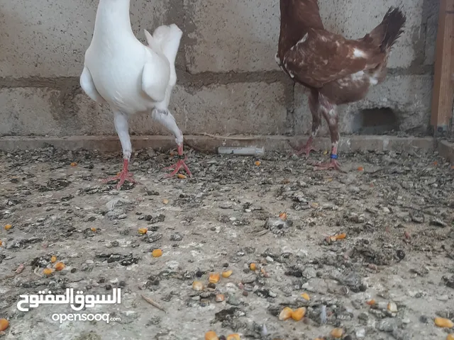 فراخ مالتيز