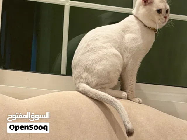 سكوتش ستريت
