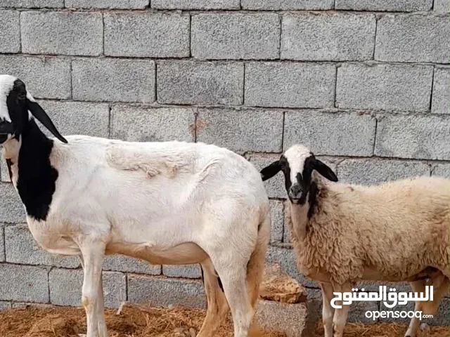 زوز انعاج اعشار الله يبارك