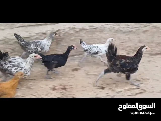 جاج فرخات وديوك نخب للبيع