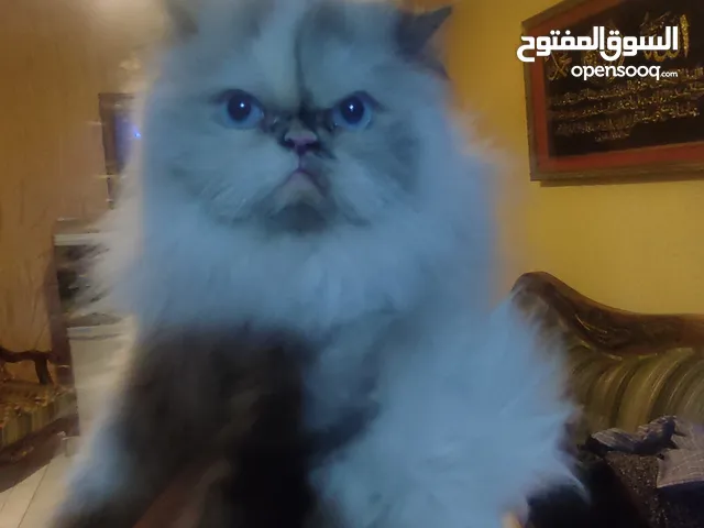 ثلاث قطط اناث للبيع