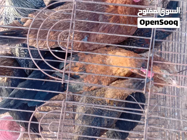 دجاجة عربيه