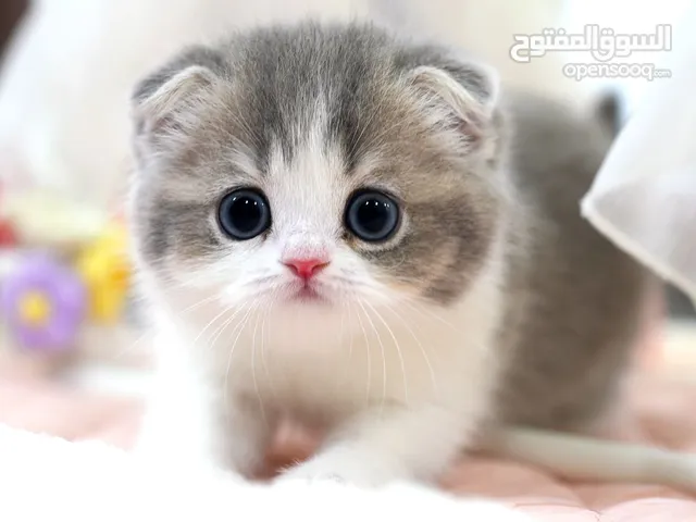 munchkin cat for adoption
