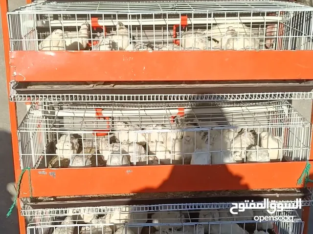 بطارية سمان للبيع إستعمال حوالي أسبوع