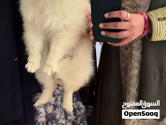 كلب انثى "بوميرانيان"