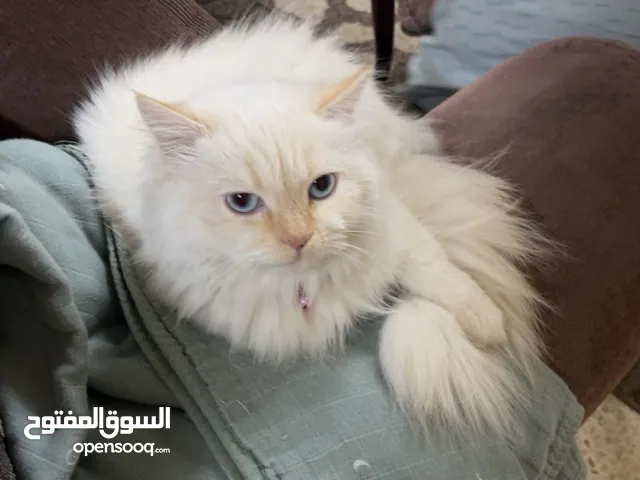 بسة شيرازي للبيع انثى عمرها سنة وشوي بنبنبنبهبهبهببههبهبههبنبمبخبخخلهدهدهبههبهبهبهلههلهبهبهبههبههبهب