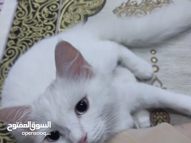 White Persian female kitten who just turned 5 months old. Very loving and playful.