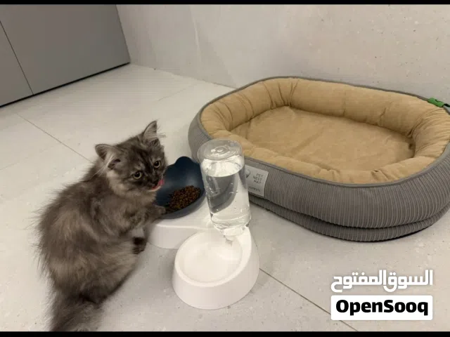 للبيع قطة هيمالايا أنثى