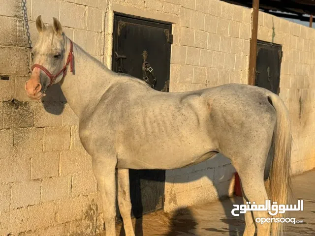 فرس شعبيه  اصيله