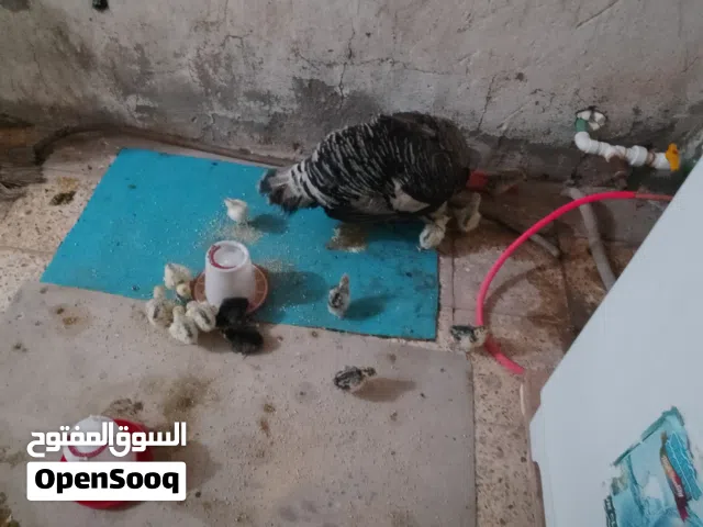 افراخ فسيفس للبيع