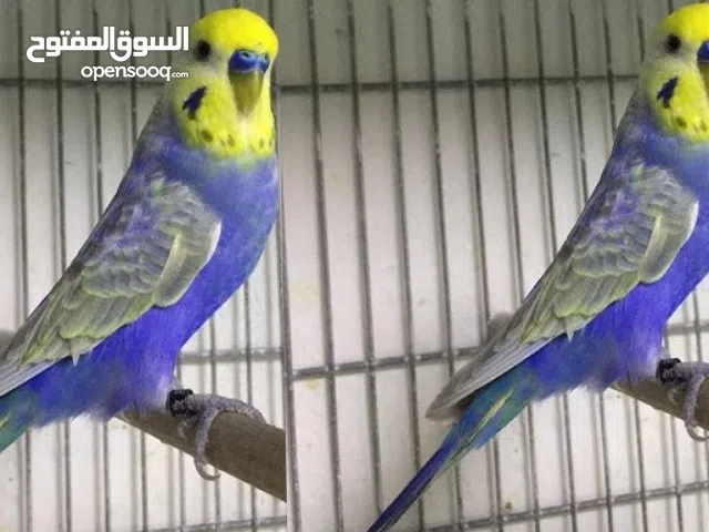 مطلوب زوج بادجي رينبو