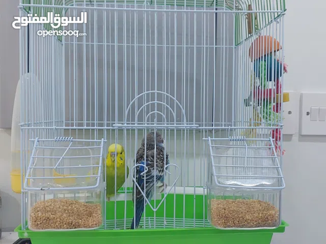 زوج بادجي ألوان جميلة وصحي للبيع