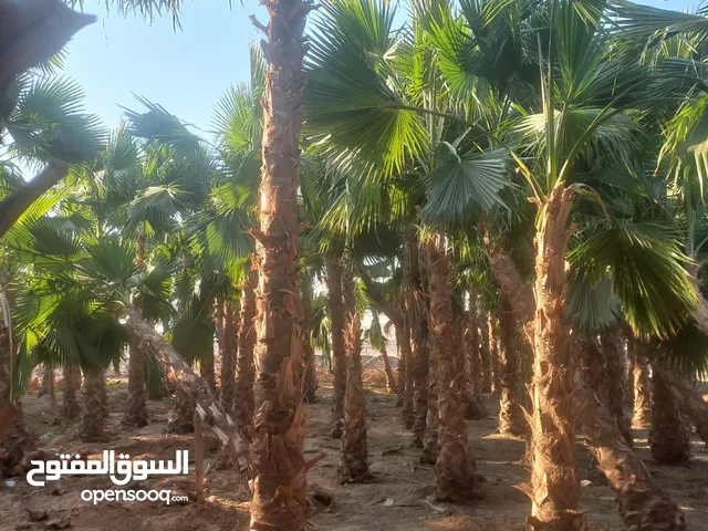 نخل واشنطني زينه ابومروحه