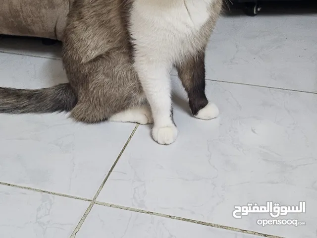 قط مكس راغدول مع سكوتش