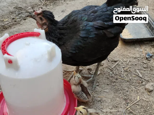 دجاجه وياه ثنين كتاكيت ب30قفل