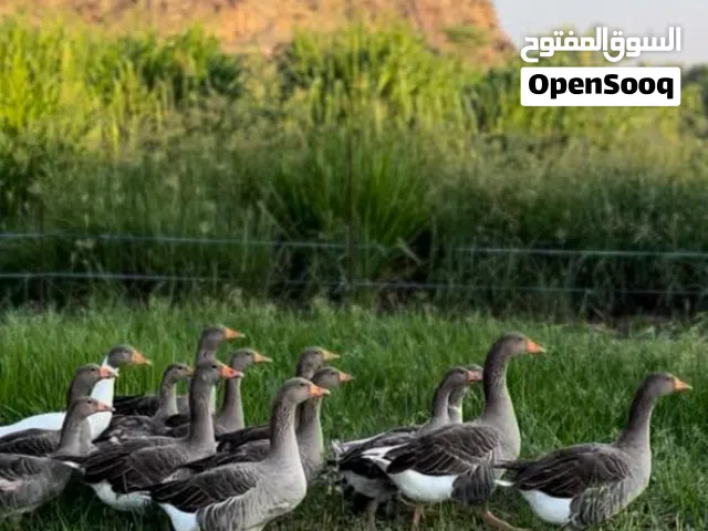 اوز منتجات للبيع