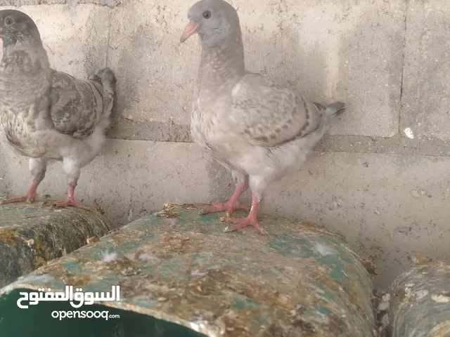 فرخين كنج مودينا لون مميز