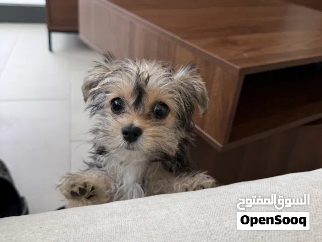 Yorkshire Puppy - Small Breed - Young healthy and playful